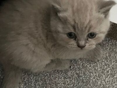 Blue Scottish fold kittens