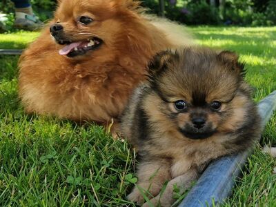 Pomeraniani / kääbusspitsi preili
