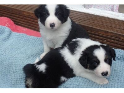 Ilusad bordercollie kutsikad
