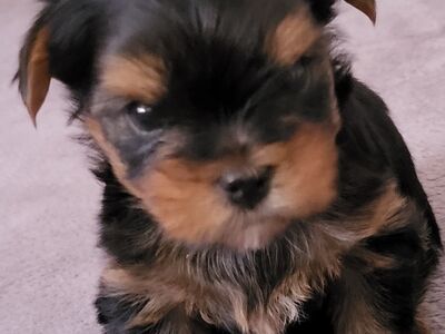 Yorkie kutsikad