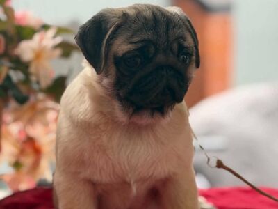 Mops