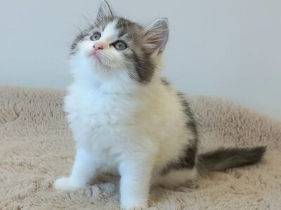 Scottish Straight Fold kassipojad