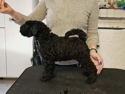 Kerry blue terrier