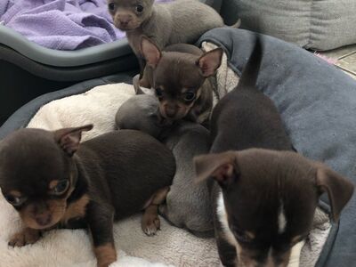 Chihuahua kutsikad