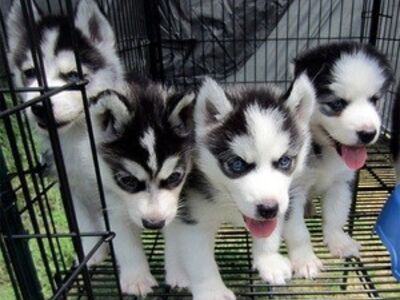 Siberian Husky Puppies ready for their new home.