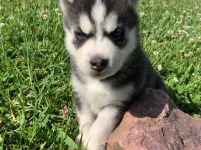 Imeilusad Siberi husky kutsikad... kirjuta mulle