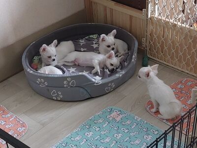 Chihuahua kutsikad