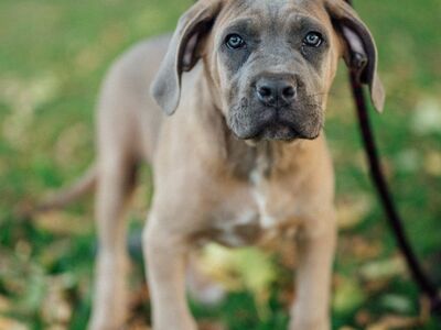 Cane Corso kutsikad