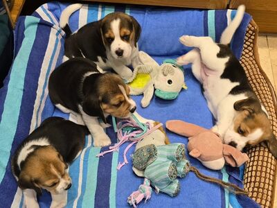 BEAGLE