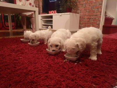 Bichon Frise kutsikad