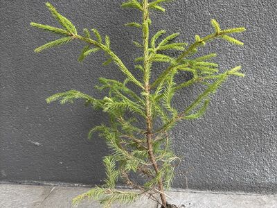 Kuusetaimed, pott-kasvatus 4-5.aastased