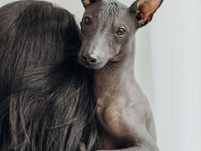 Xoloitzcuintle kutsikas/ Mehhiko karvutu koer
