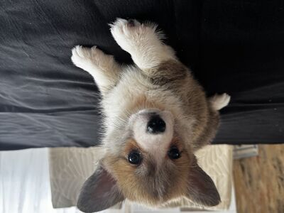 Pembroke Welsh Corgi