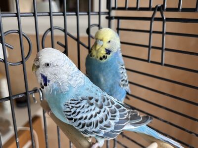 2 viirpapagoid koos puuriga
