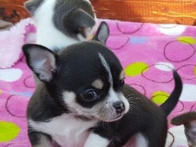 Armsad paberitega chihuahua kutsikad