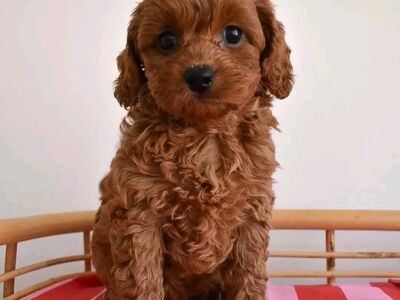 Cavapoo puppies