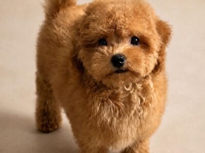 Maltipoo