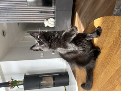 Maine Coon