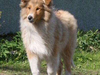 COLLIE KUTSIKAD