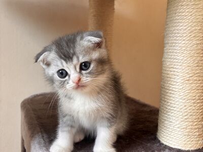 Scottish Fold/Straight kassipojad