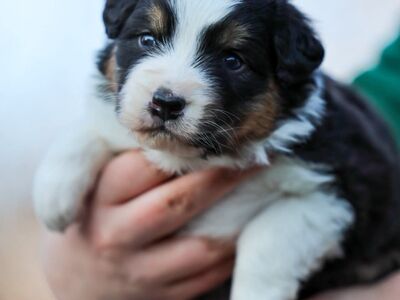 AUSTRALIAN SHEPHERDS