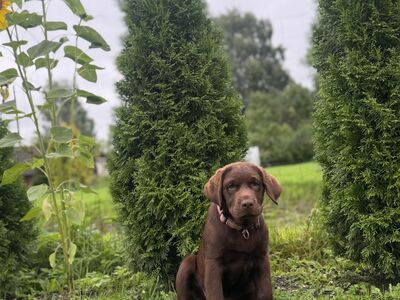 Müüa isane labrador-retriiver tõutunnistusega