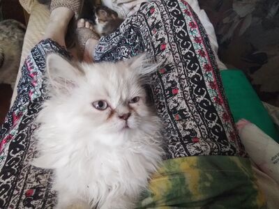 Персидские котята