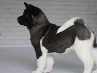 Akita kutsikad