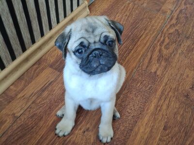 Mops