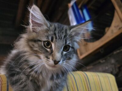 Норвежская лесная кошка