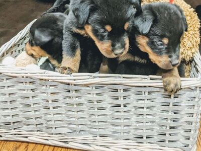 Rottweileri kutsikad