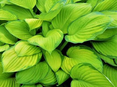Püsikud (floks, kukehari, hosta)