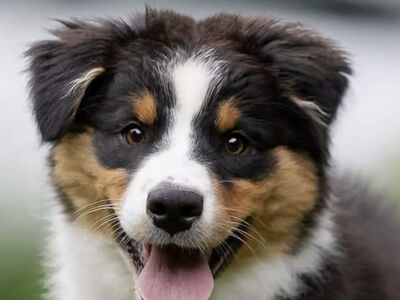 AUSTRALIAN SHEPHERDS