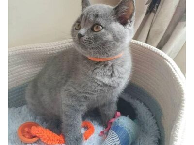 Британские короткошёрстные котята