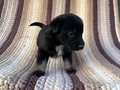 Väikese koera isane kutsikas