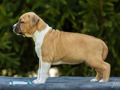 AMERICAN STAFFORDSHIRE TERRIER