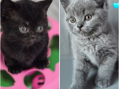 Британские котята