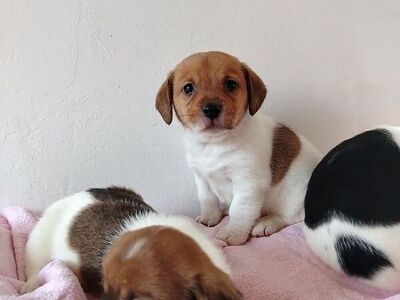 Jack russelli kutsikad