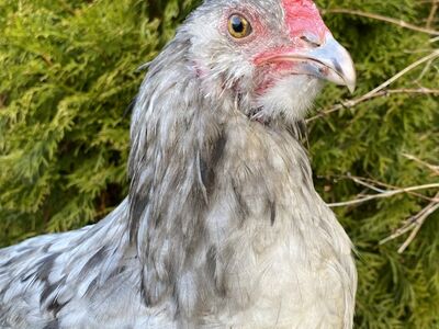 Ameraucana noor kukk