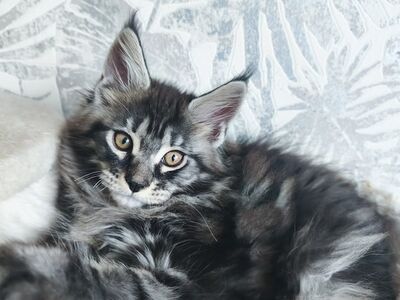 Maine coon