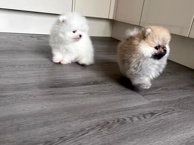 Kvaliteetsed-pomeranian-skittles-koerakutsikad