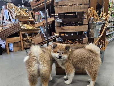 AKITA
