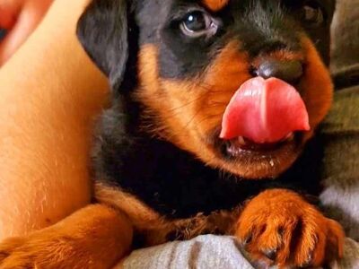 Rottweileri kutsikad
