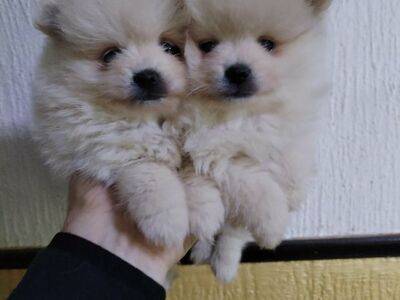 Pomeranian mini