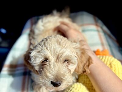 Maltipoo kutsikas
