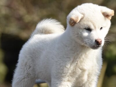 Shiba inu puppies