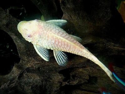 Acitrus  albiino