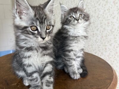 Imearmsad 3-kuused Maine Coon kassipojad