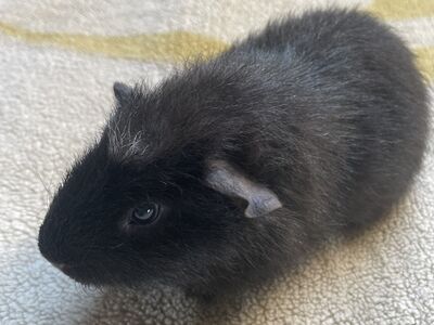 Merisiga