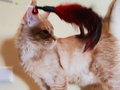 Maine Coon isane